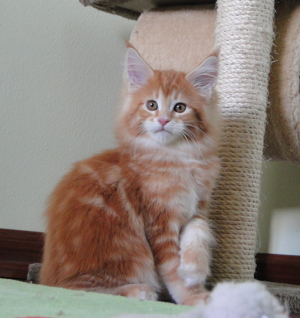 Fairy Red Chester Home*KZ