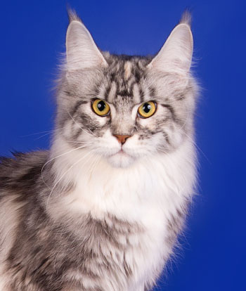 Polli Imperial Coon*RU